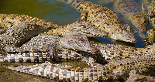Juvenile saltwater crocodiles at a commercial crocodile farm