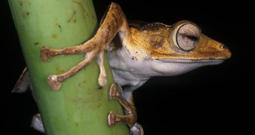 The masked tree frog