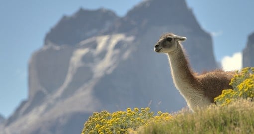 A Guanaco hanging out