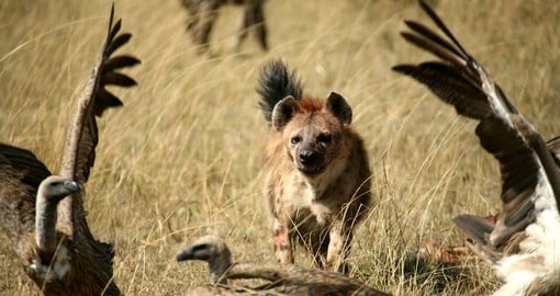 Spotted Hyena chasing unwelcome vultures