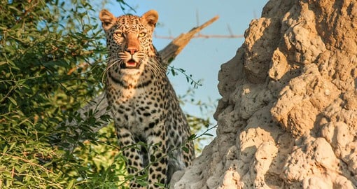 Proclaimed in 1963, Moremi Game Reserve is the oldest reserve of the Okavango Delta