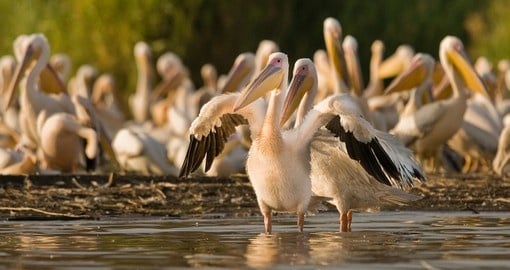 Pelican group on Lake Chamo
