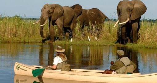 Canoeing with an Elephant in Zambia.