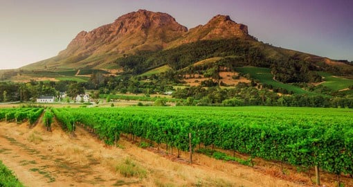 Stellenbosch is home to over 200 wine producers