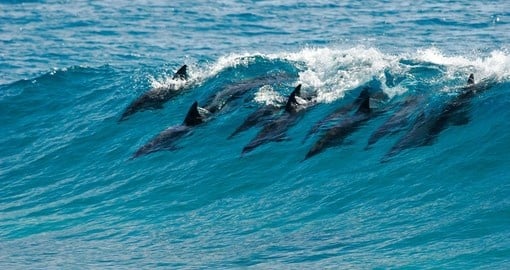 A pod of dolphins catch a wave and surf it in Mozambique