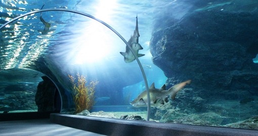 Visit Aquarium and experience the magic on your next Australia vacations.