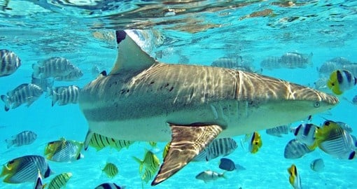 Discover the sharks and rays in Bora Bora on your next Tahiti vacations.