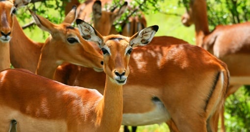 Antelope in Samburu National Park
