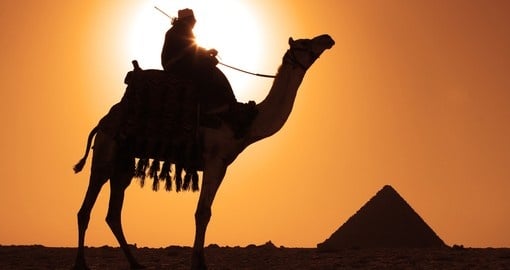 A Bedouin on a camel near the pyramids