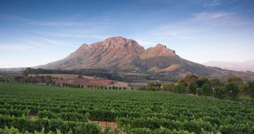 Visit picturesque Stellenbosch as part of your South African vacation