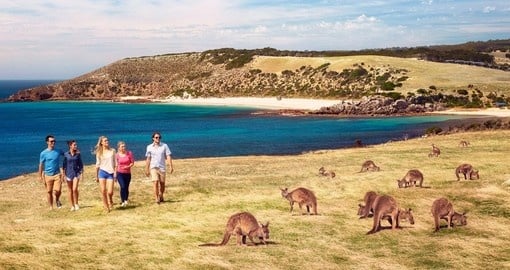 Kangaroos at Stokes Bay, Kangaroo Island.  Image Courtesy of Paul Torcello and the SATC