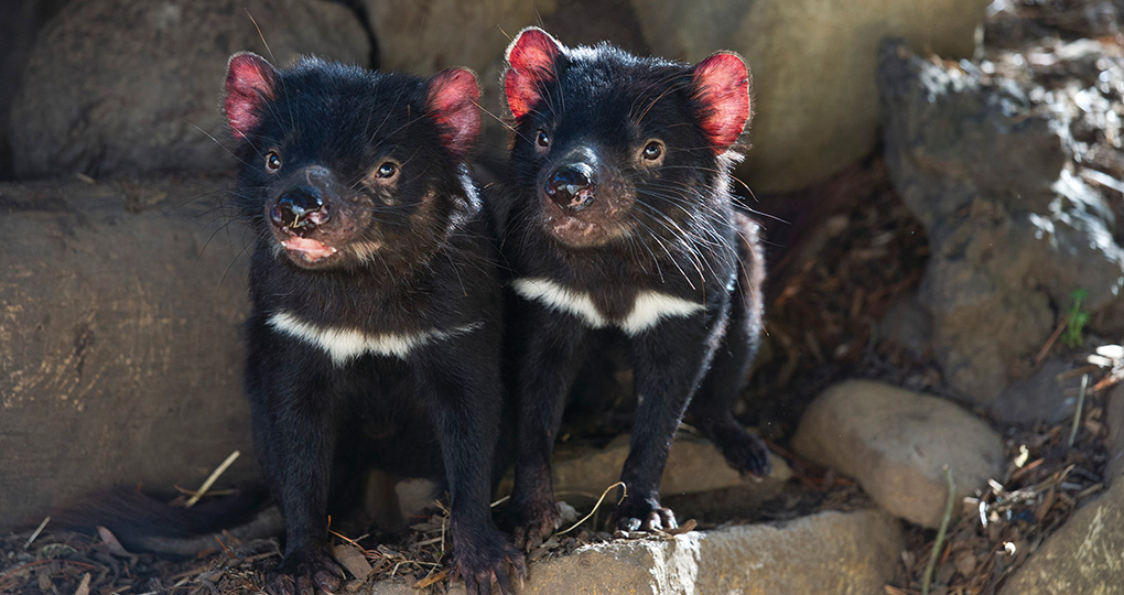 Two Tasmanian devils