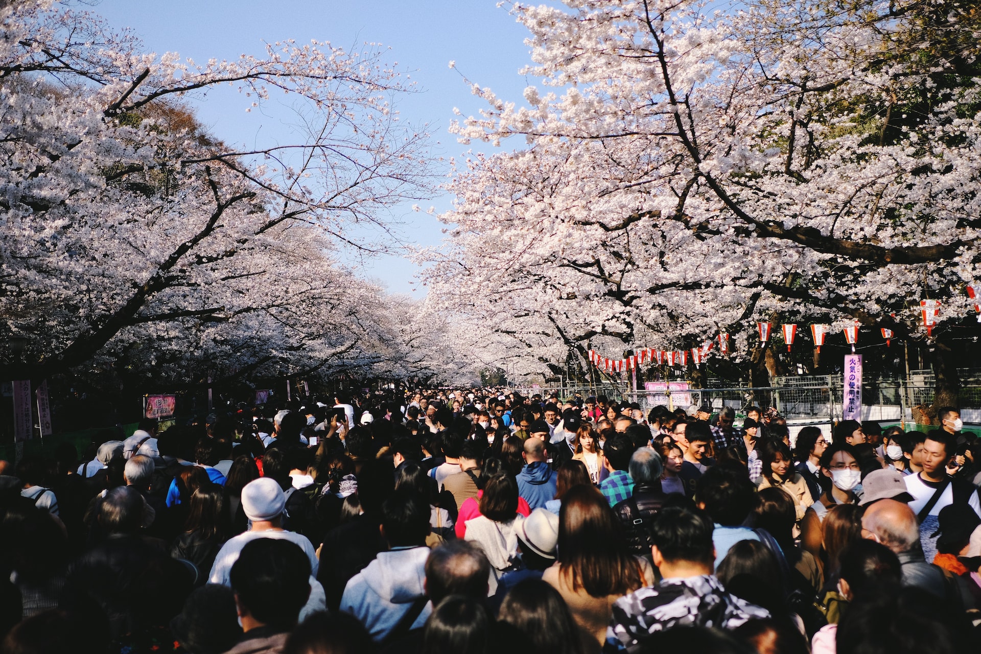 Hanami crowds in Tokyo