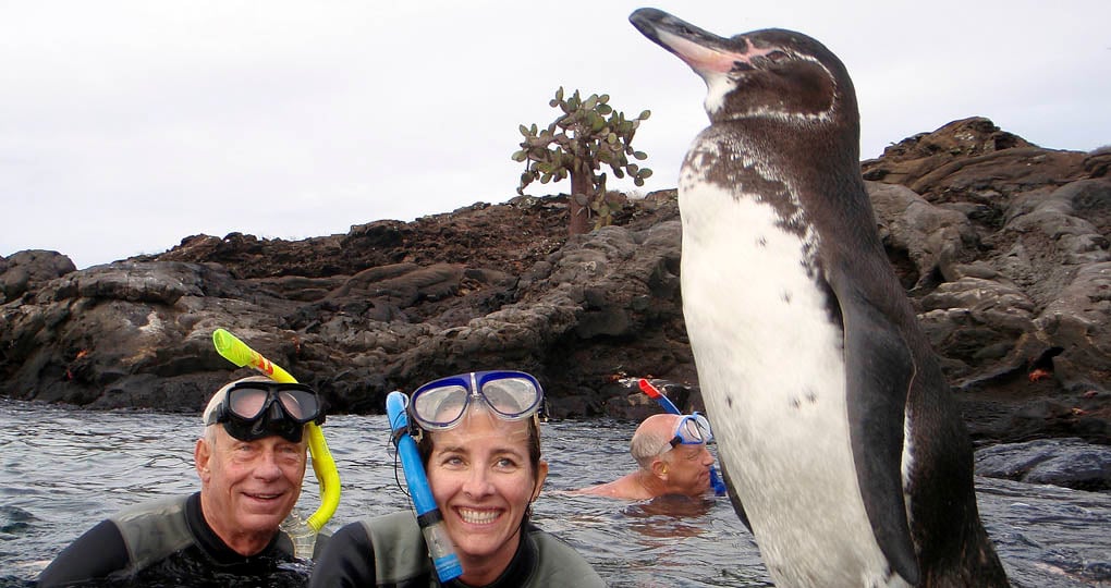 Snorkellers and Galapagos Penguins