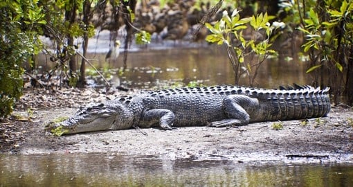 You might see Crocodile in Yellow water billabong during your next Australia Vacation.