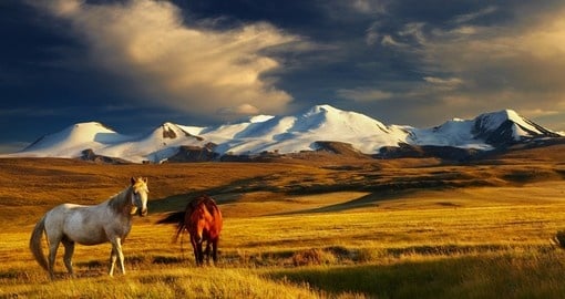 Horses graze in open fields