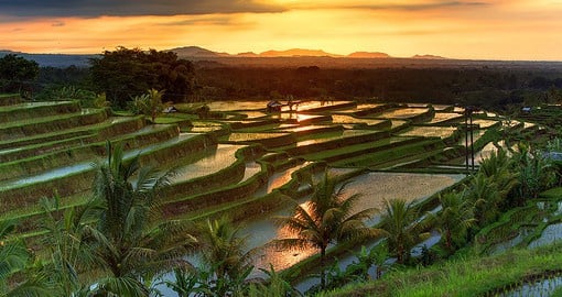 The Jatiluwh Rice terraces on the island of Bali