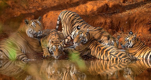 The density of the tigers in Bandhavgarh is the highest in India