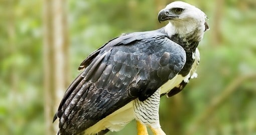 Majestic Harpy eagle in the rainforest