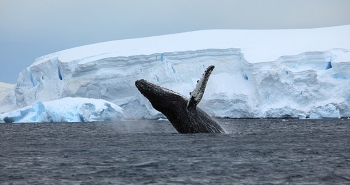 Humpback Whale in Antarctica