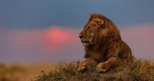 Visit Kenya's greatest game reserves on your luxury safari