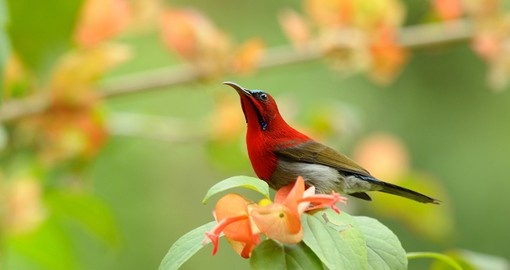 The Crimson Sunbird is the National Bird of Singapore
