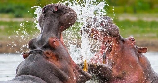 Two hippopotamus fighting it out in the waters of Kenya