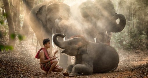 The Elephant Jungle Sanctuary Chiang Mai was among the first to prioritize the welfare of the animals