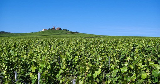 Some of the world's best wines come from the Champagne region vineyards in Reims