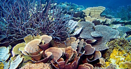 Discover the amazing corals on the Great Barrier Reef during your next trip to Australia.