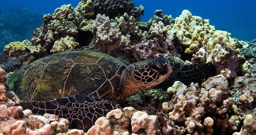 Swim with the turtles and other spectacular sea life at Lahaina Turtle Town