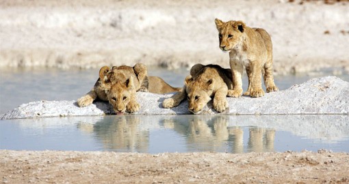 Etosha National Park is home to 114 species of mammals