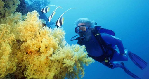 Discover the coral reefs with a resident Marine Biologist