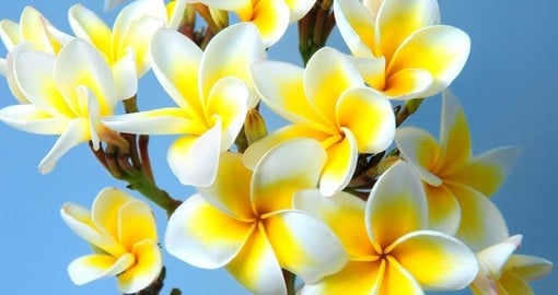 Experience the smell of a fresh frangipani lei on your South Pacific vacation.