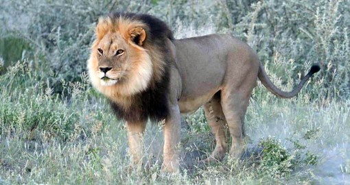 The Kalahari lions are known for their majestic size and beautiful manes