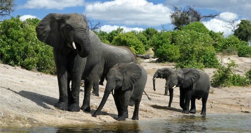 Home to Africa’s largest elephant population, Chobe is often referred to as "The Land of the Giants"