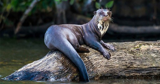 The giant river otter is a family-oriented creature, living in large and often noisy groups along the river banks