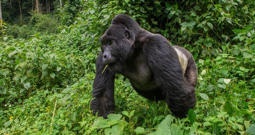 The family groups are lead by one dominant male, known as a silverback