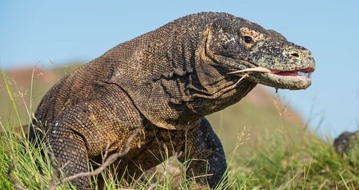 The Komodo Dragon, the worlds largest lizard