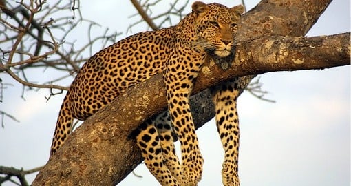 Leopard in a tree, Lake Nakuru