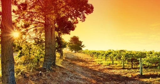 Vineyards and sunlight