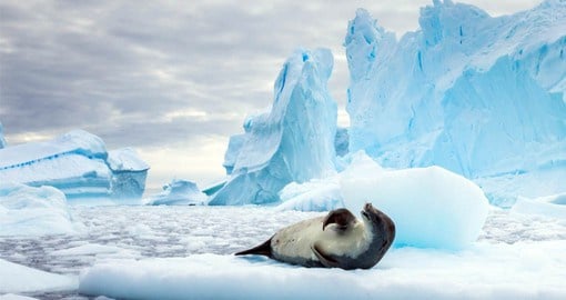 Crabeater seals spend their entire lives in the pack-ice zone surrounding Antarctica