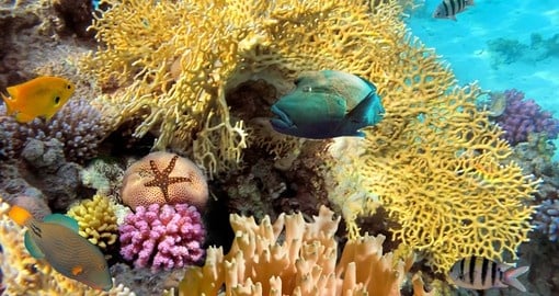 Coral garden with starfish and colorful tropical fish