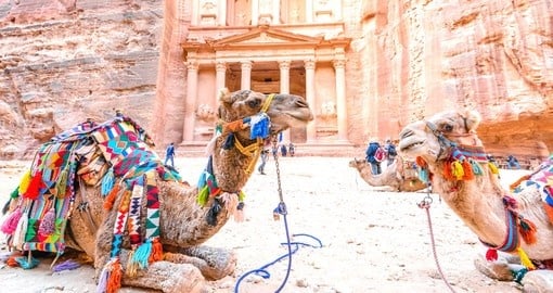 Colourful Camels