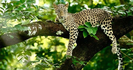 Kanha National Park was declared a wildlife sanctuary in 1933