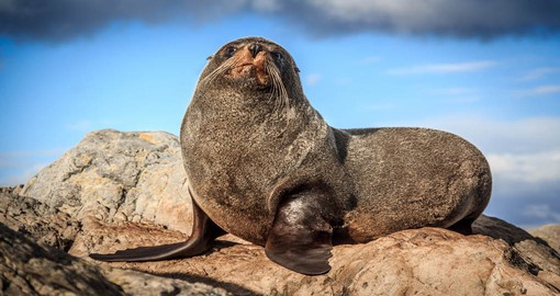 Explore the rugged south coast of Wellington and meet the colony of fur seals on your next vacations