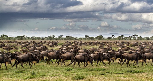 The Great Wildebeest Migration is the largest animal migration in the world