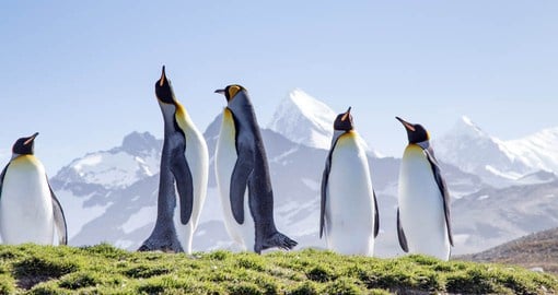 South Georgia is home to a massive colony of King Penguins