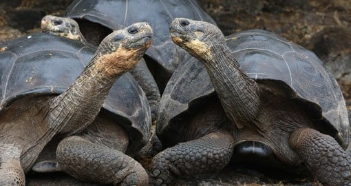 Witness how Giant Galapagos turtles sunning themselves during your next Ecuador vacations.