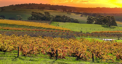 Boasting more than 150 wineries, the Barossa is one of the world's great wine regions